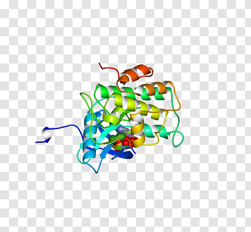Insulin Receptor Donohue Syndrome Rabson–Mendenhall - Chromosome 19 - Outlier Transparent PNG