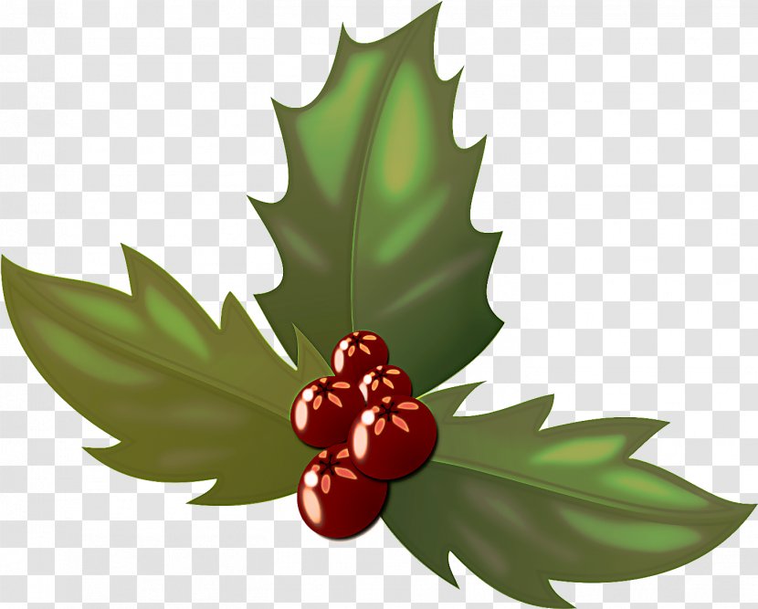 Holly - Plant - Flowering Fruit Transparent PNG