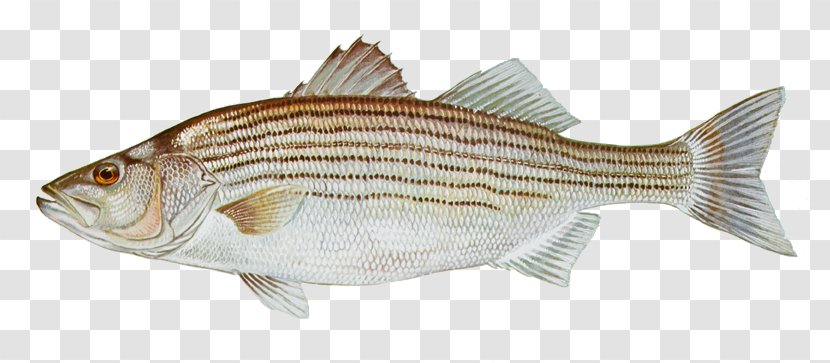 Striped Bass Fishing - Black Sea Transparent PNG