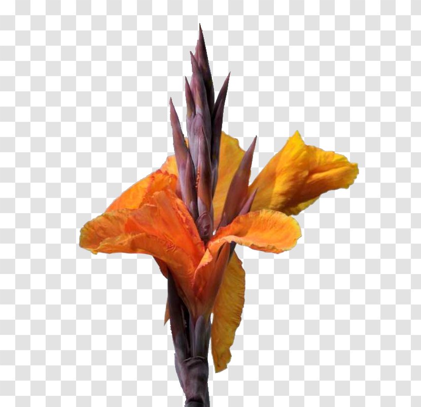 Canna Indica Flower - Cannabis Pictures Transparent PNG