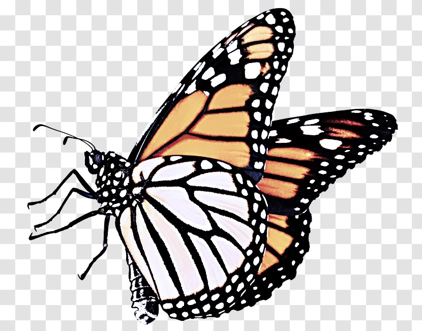 Monarch Butterfly - Insect - Pollinator Brushfooted Transparent PNG