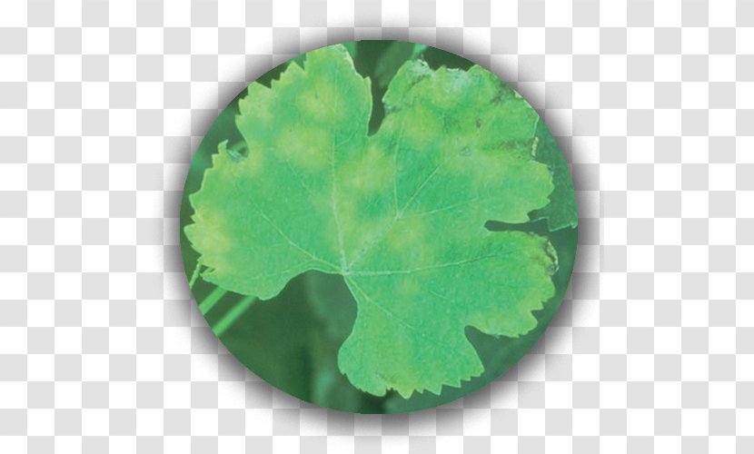 Plant Pathology Grape Leaves Green Leaf Plasmopara Viticola Transparent PNG