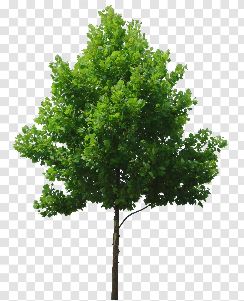 Tree Birch Lindens Clip Art - Plant - Plan Transparent PNG