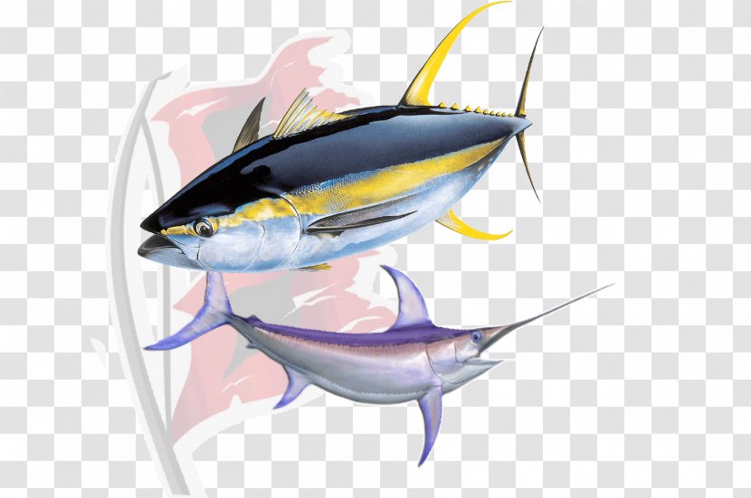 Yellowfin Tuna Sushi Atlantic Bluefin - Fish Transparent PNG