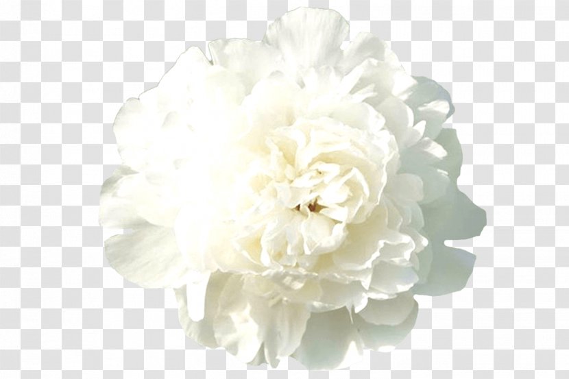 Peony Rose Cut Flowers Floral Design Transparent PNG