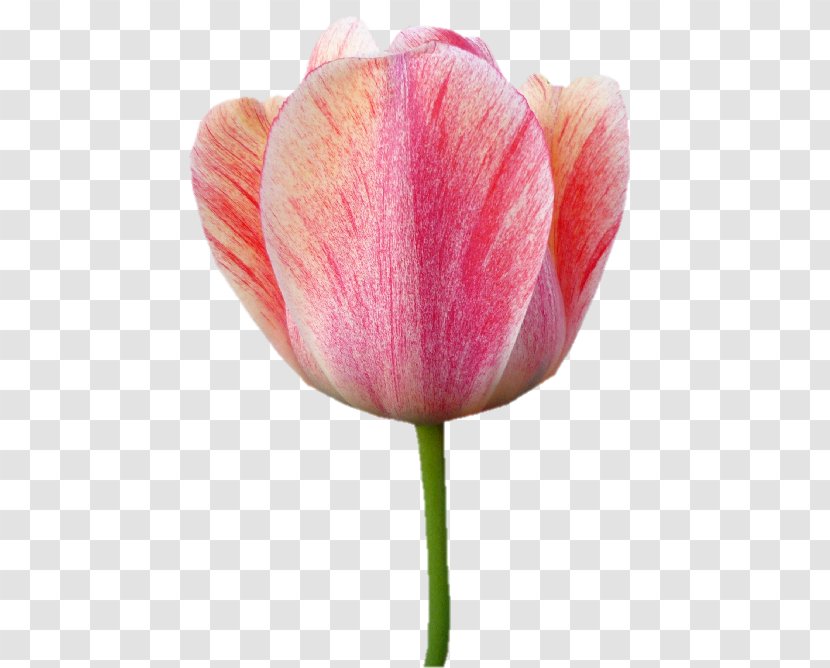 Tulip Cut Flowers Plant Stem Bud Petal - Closeup Transparent PNG