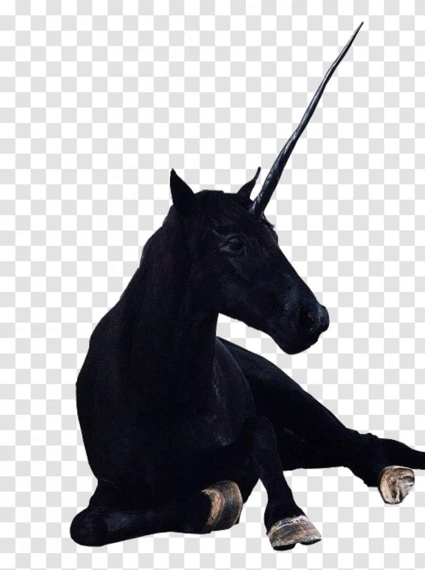 The Black Unicorn Legendary Creature Horse Indus Valley Civilisation - Folklore Transparent PNG