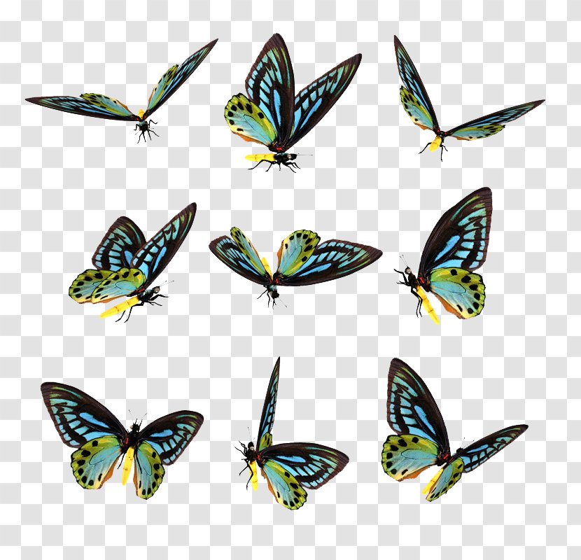Butterfly Lossless Compression Data - Preview Transparent PNG