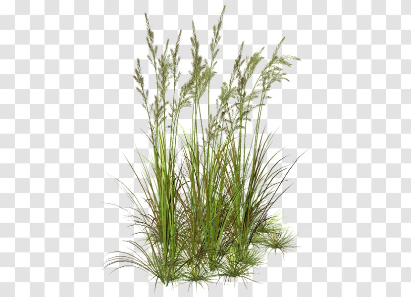 Grass Flower Herbaceous Plant Lawn Clip Art - Sweet - Aquatic Plants Transparent PNG