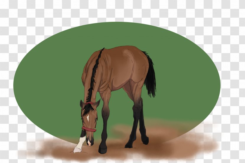 Mane Mustang Foal Stallion Colt Transparent PNG