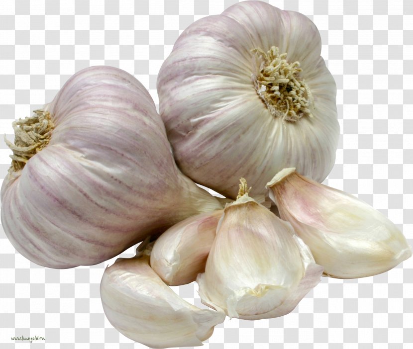 Garlic Vegetable Herb Food Onion Transparent PNG