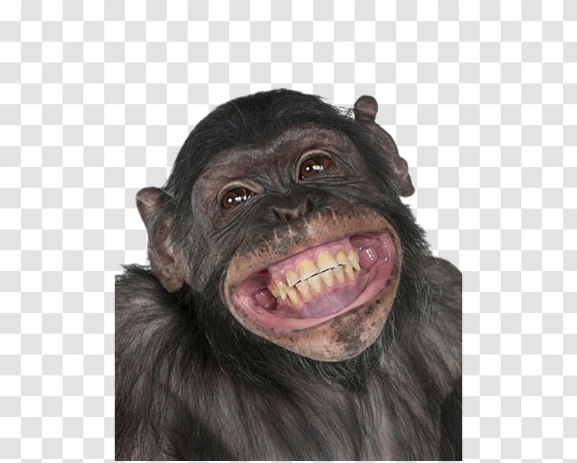 Chimpanzee Ape Homo Sapiens Monkey Information - Love - Black Old Orangutan Transparent PNG