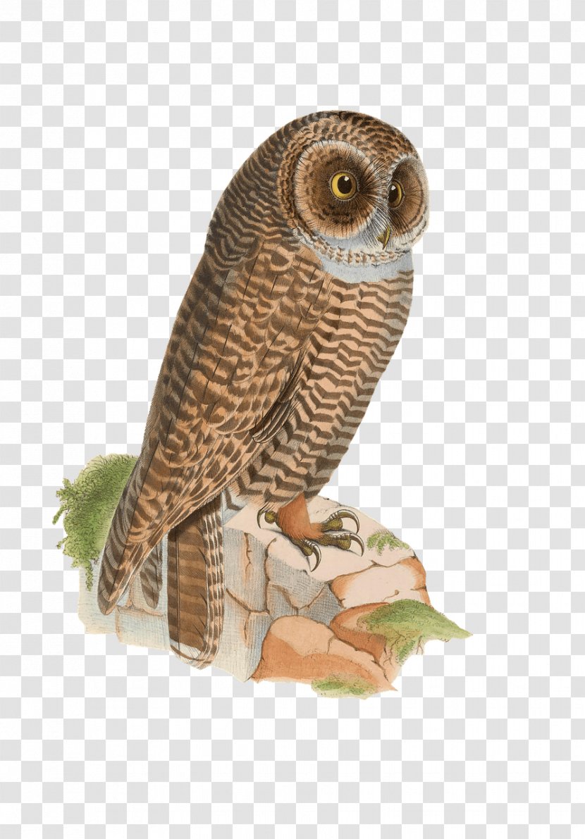 Bird Rufous-legged Owl Drawing Eastern Screech - Organism - Owls Transparent PNG