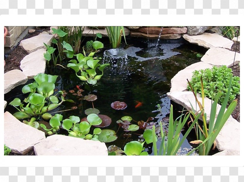 Body Of Water Pond Landscaping Garden Feature - Aquatic Plants Transparent PNG