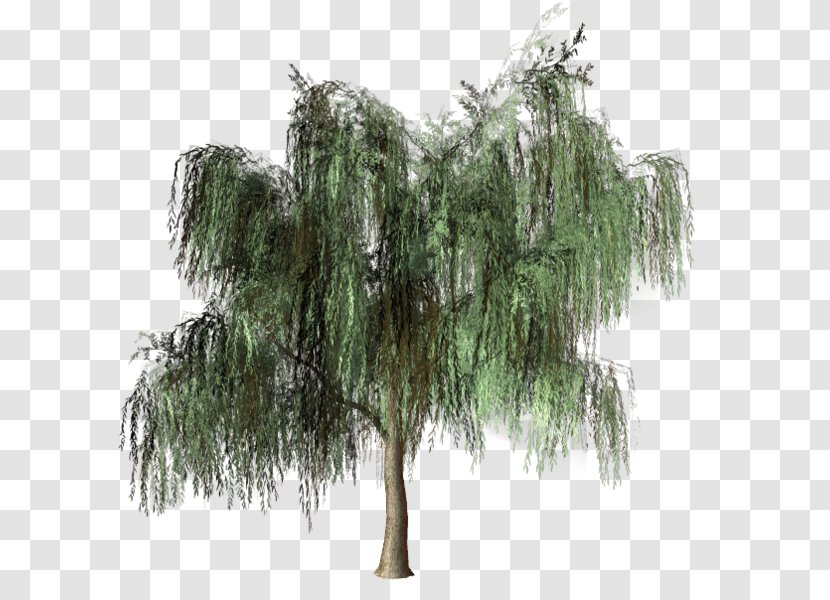 Tree Pine Forest Woody Plant - Green Transparent PNG