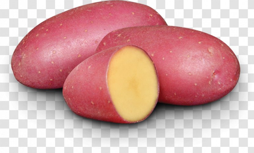 Russet Burbank Potato Tuber Plant EarthApples Seed Potatoes Kroshka Kartoshka - Fingerling Transparent PNG