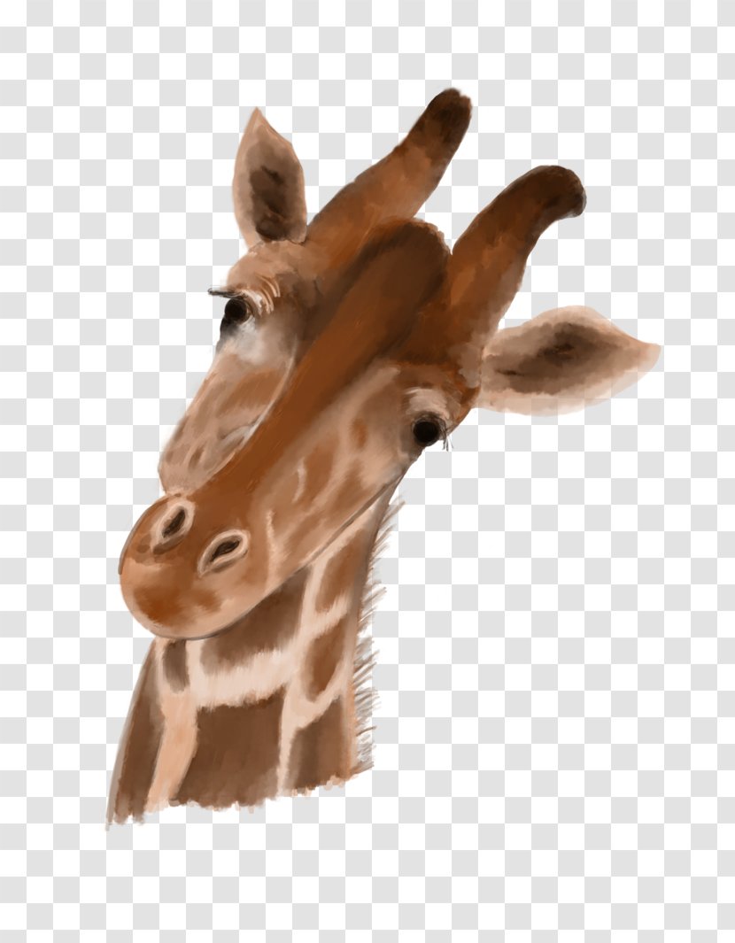 Giraffe Neck Close-up Fur Snout - Animal Transparent PNG