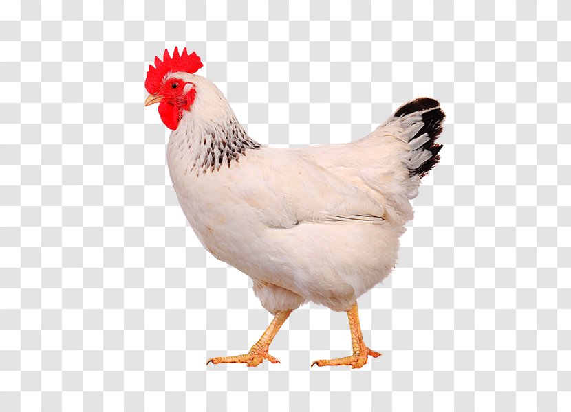 Chicken As Food Broiler Poultry Hen - Feather Transparent PNG