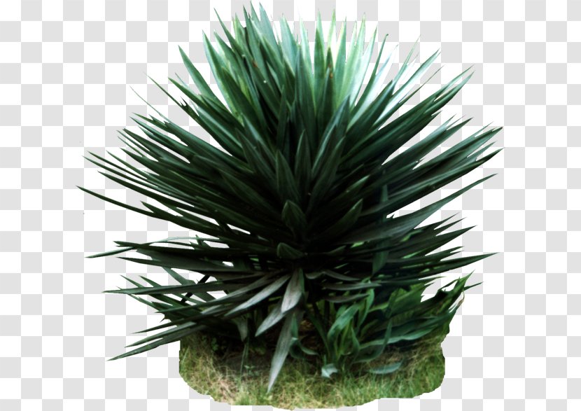Agave Azul Houseplant Photography - Tree - March Transparent PNG