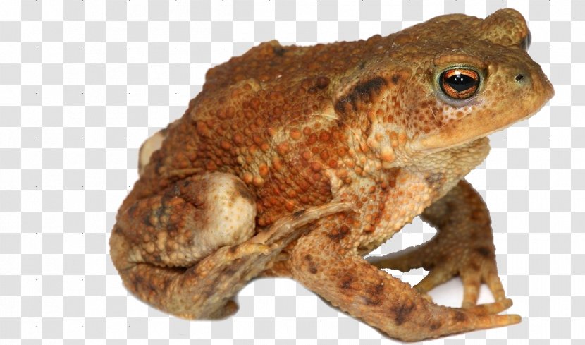 True Frog Amphibian Toad - Fauna - Amphibious Transparent PNG