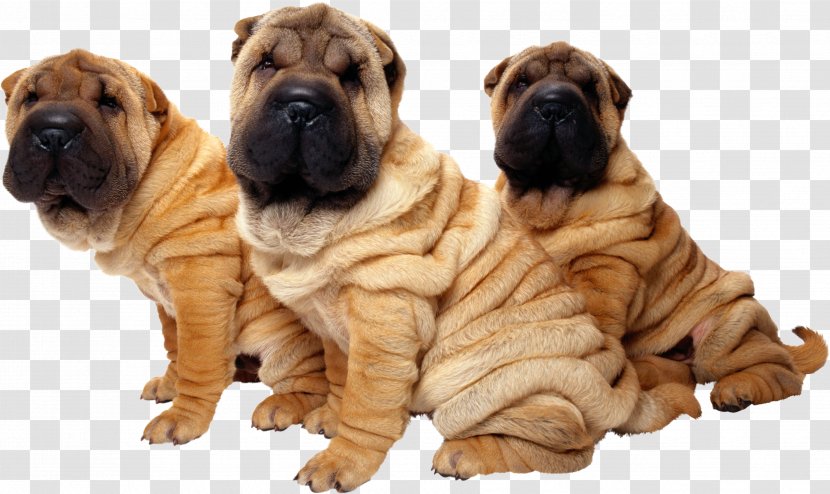 Shar Pei Puppy The Chinese Shar-Pei Intelligence Of Dogs Stock Photography - Non Sporting Group Transparent PNG