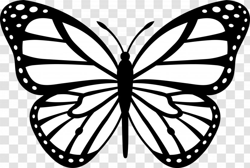 Butterfly Black And White Drawing Clip Art - Monarch Transparent PNG