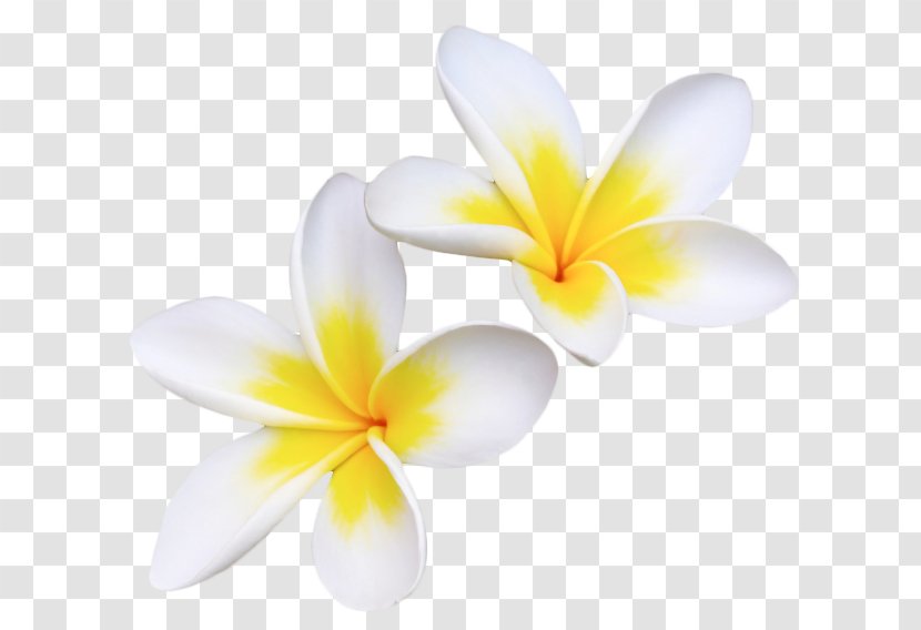 Flowering Plant Petal Yellow Desktop Wallpaper - Closeup - Frangipani Transparent PNG
