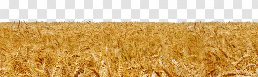 Durum Belgrade Bozeman Big Sky Spelt - Field - Golden Wheat Harvest Season Transparent PNG