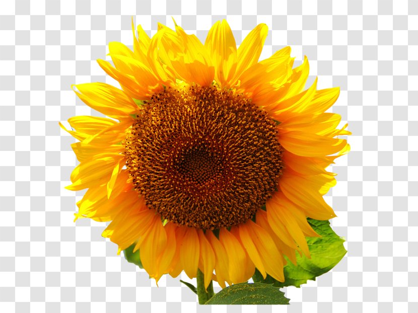 Common Sunflower Plant Seed - Com Transparent PNG
