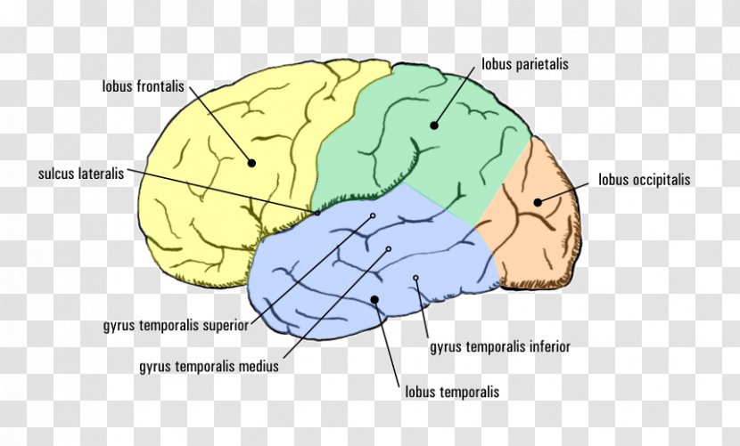 Temporal Lobe Epilepsy Cerebral Cortex Agy - Flower - Each Child In The Text Transparent PNG