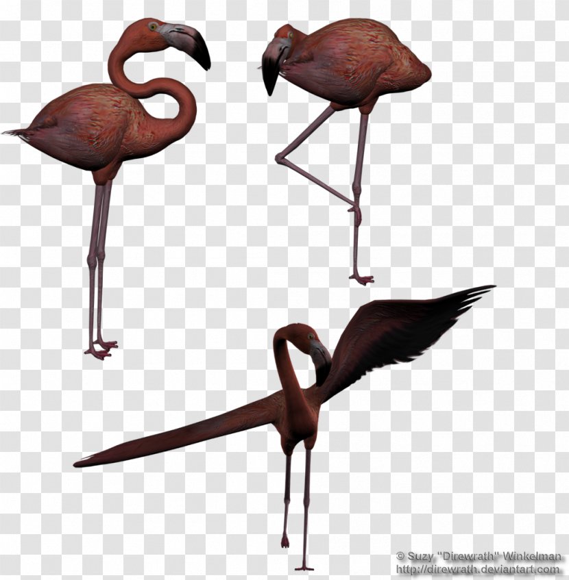 Bird Stock Cygnini Beak Egret - Flamingo Transparent PNG