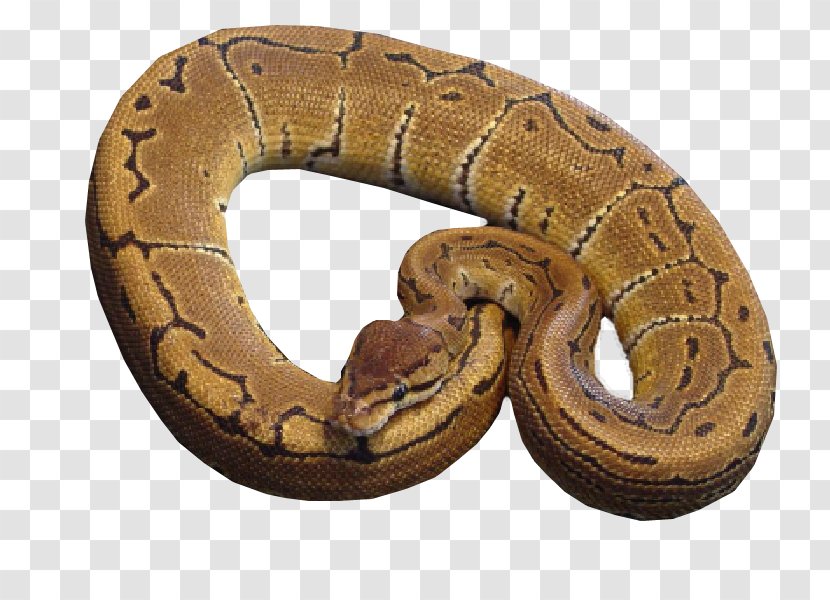Boa Constrictor Hognose Snake Rattlesnake Kingsnakes - Serpent Transparent PNG