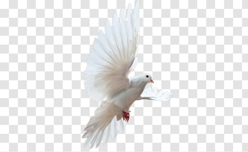 Columbidae Clip Art - Dove Transparent PNG