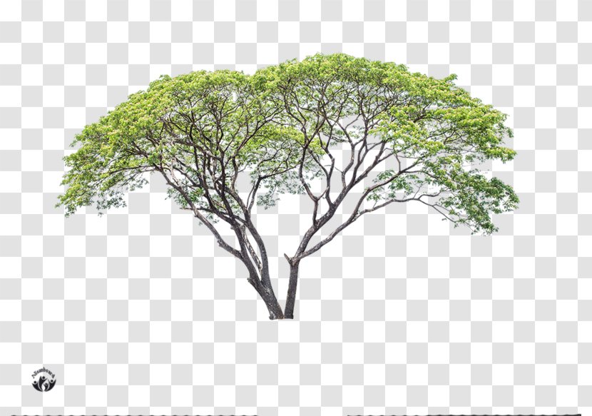 Branch Advertising Tree Transparent PNG