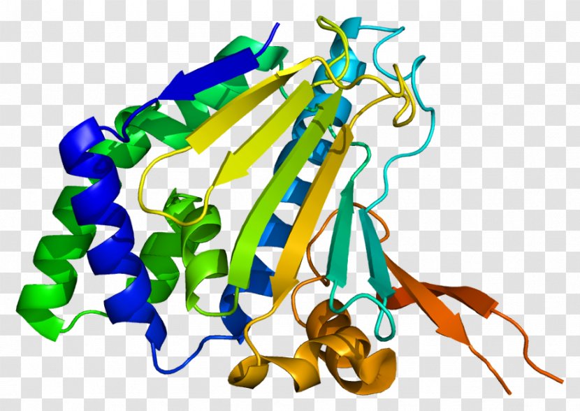 HSP90B1 Heat Shock Protein KDEL Chaperone - Flower - Frame Transparent PNG