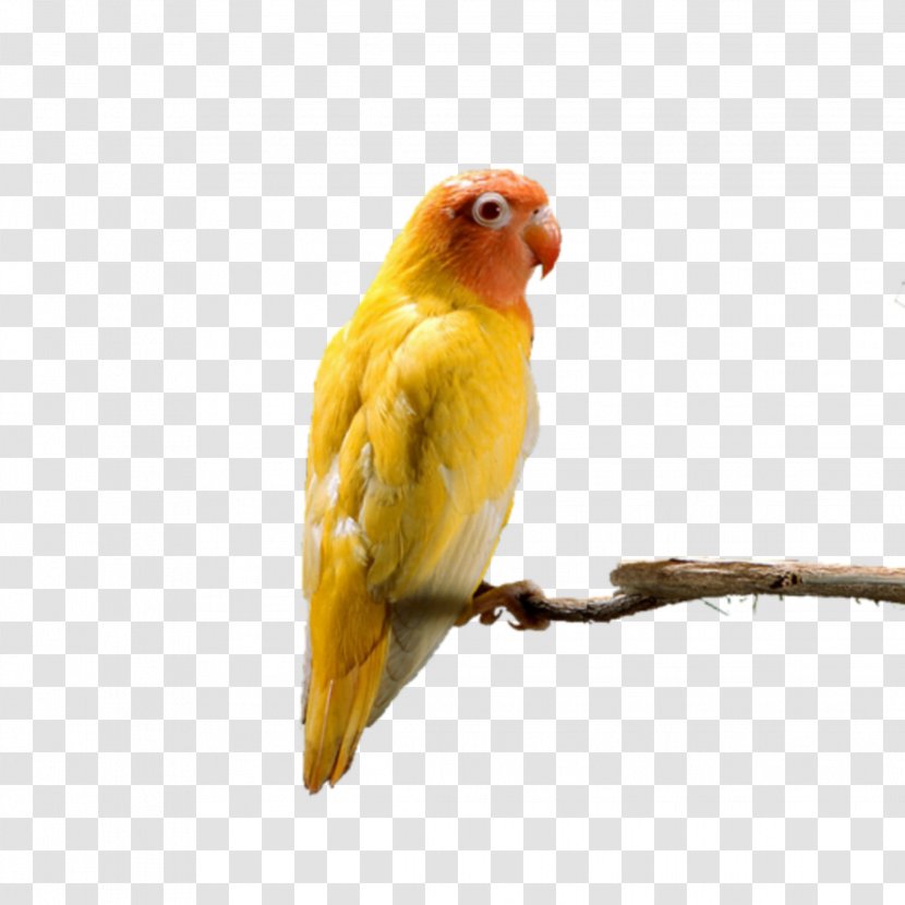 Parrot Budgerigar Grey-headed Lovebird Red-headed - Redheaded - Mq Sign Transparent PNG
