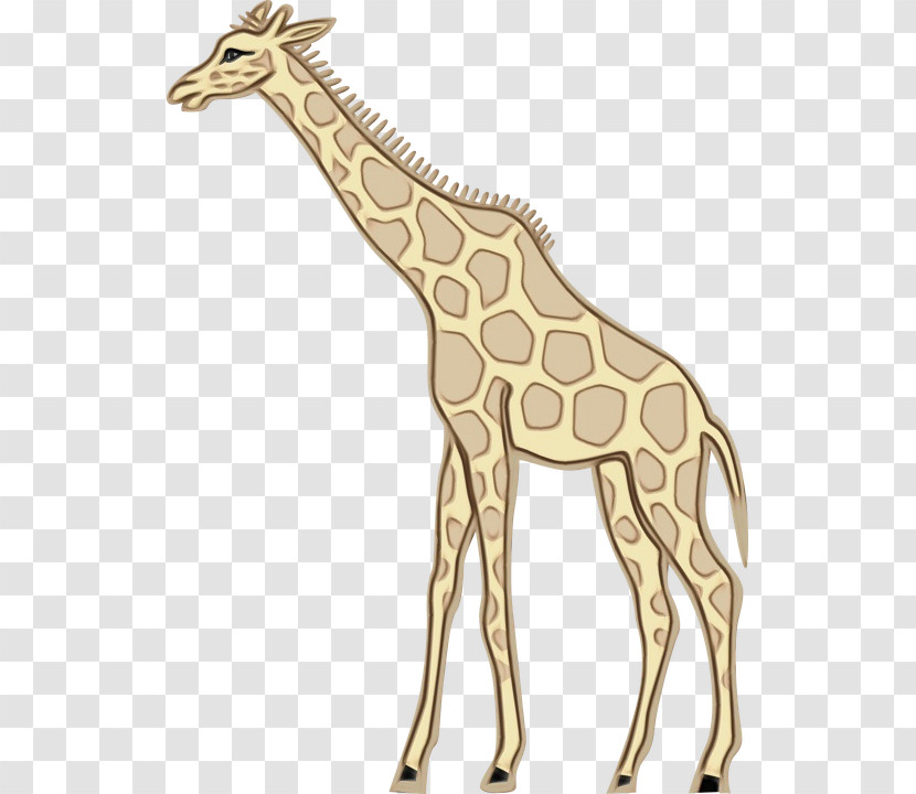 Giraffe Giraffe / M 佳乐达有限公司 Animal Figurine Machine Tool Transparent PNG