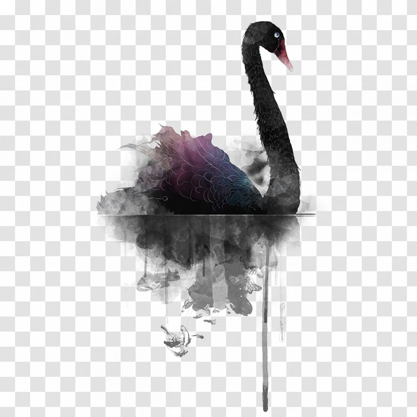 Black Swan - Beak - Purple Transparent PNG