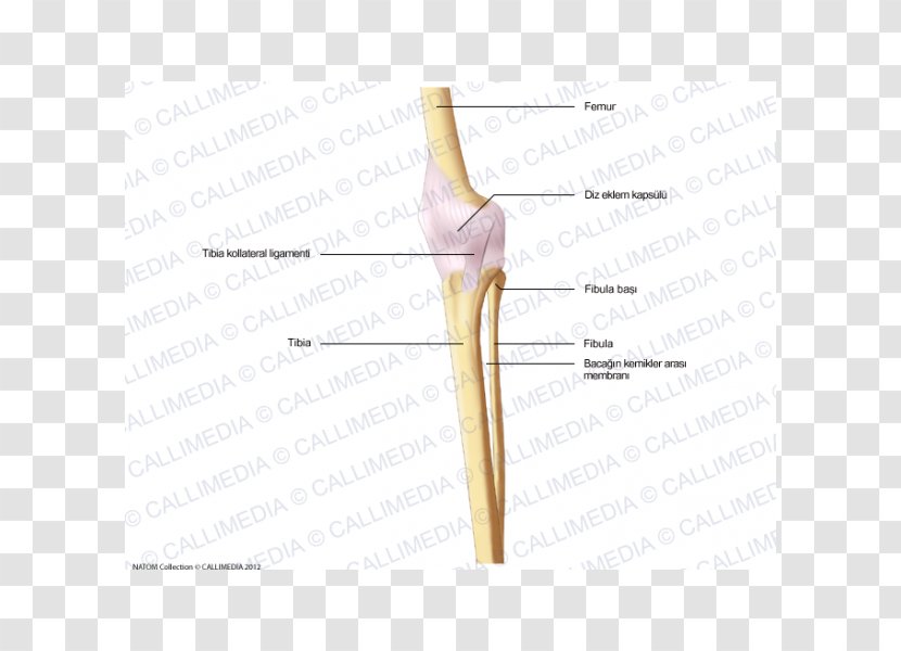 Finger Line Bone Shoulder - Cartoon Transparent PNG