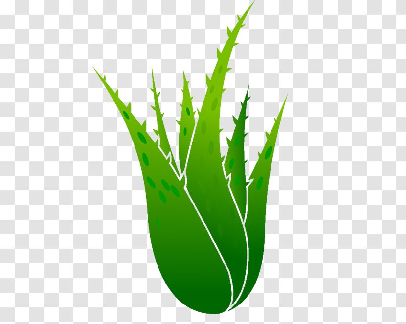 Aloe Vera Euclidean Vector Plant Illustration - Drawing Transparent PNG