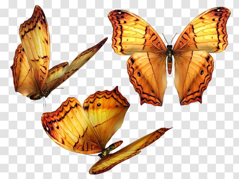 Butterfly Clip Art - Bombycidae Transparent PNG