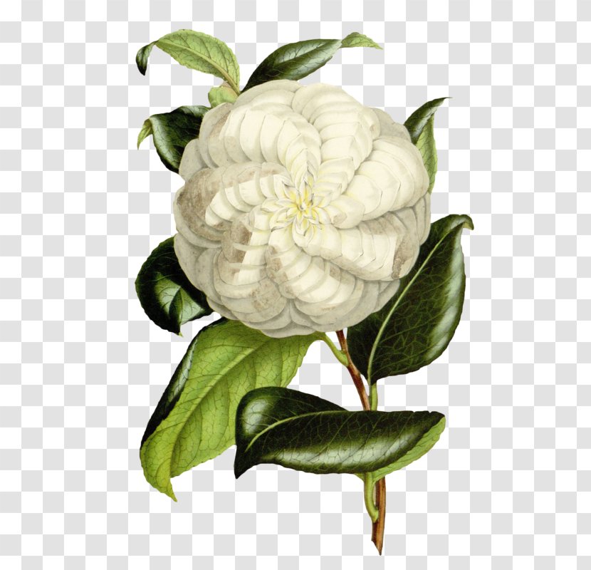Texture Mapping Graphic Design - Theaceae - Gardenia Transparent PNG