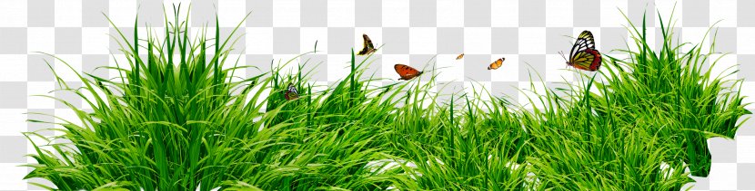 Clip Art - Lawn - Plants LANDSCAPE Transparent PNG