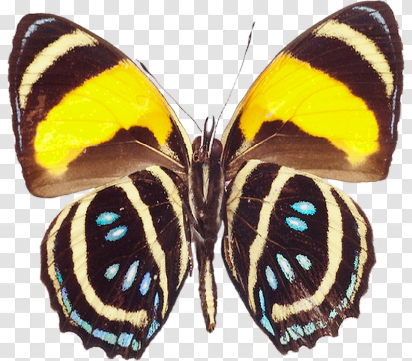 Butterfly Greta Oto Clip Art - Brush Footed - Rare Cliparts Transparent PNG
