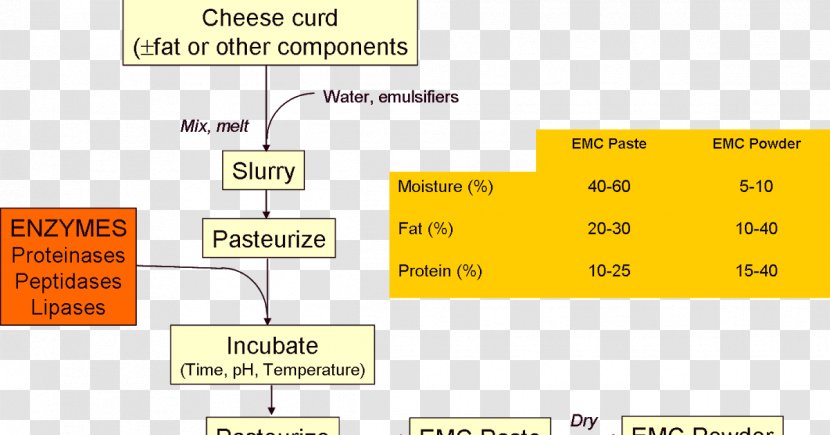 Cheesemaking Penicillium Roqueforti Enzyme Cheddar Cheese - Production Process Transparent PNG