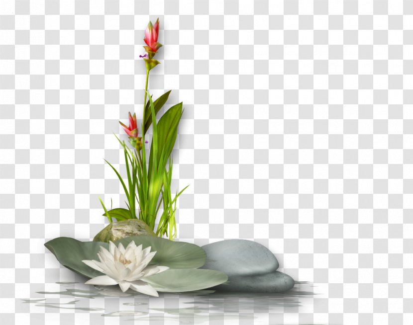 Sacred Lotus Clip Art Image Buddhism Transparent PNG