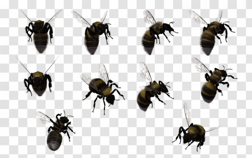 Honey Bee Insect Bumblebee Swarming - Bees Transparent PNG