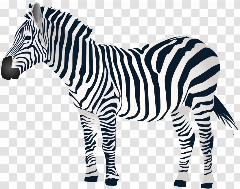 Zebra Download Clip Art - Mane Transparent PNG