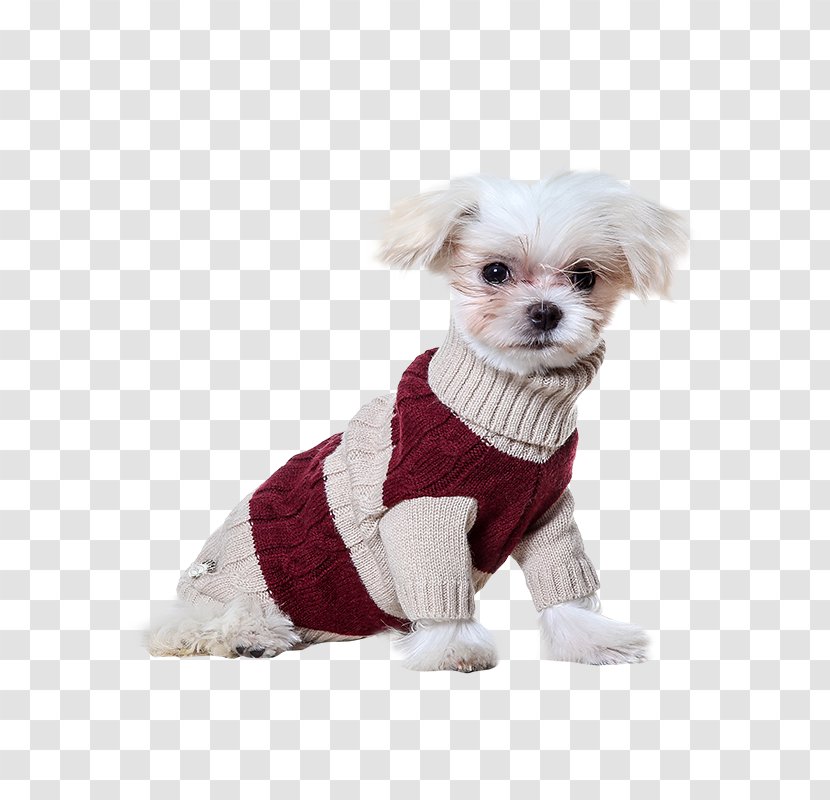 Dog Breed Havanese Puppy Companion Clothes Transparent PNG
