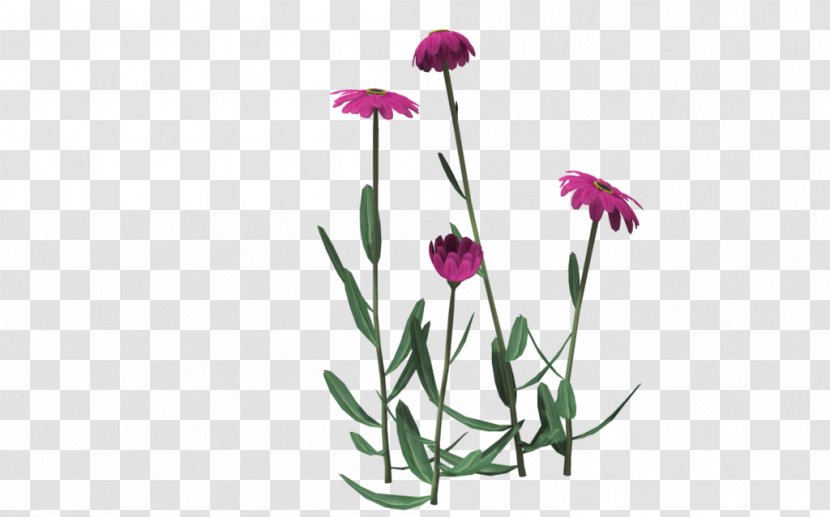 Cut Flowers Floral Design Plant Stem Transparent PNG